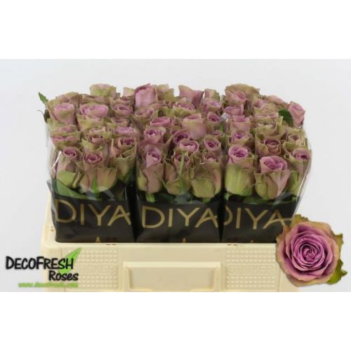 Rosa tiara