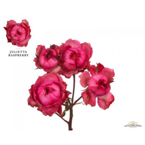 Rosa garden julietta raspberry