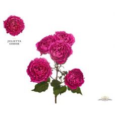 Rosa cerise julietta