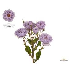 Rosa garden everlasting lavender