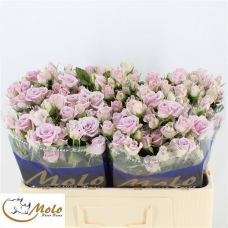 Rosa silver shadow