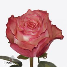 Rosa attraction