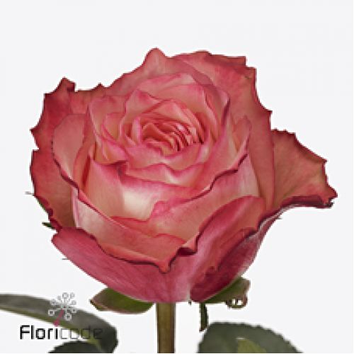 Rosa attraction