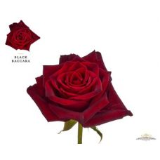 Rosa black baccara