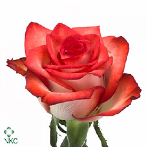 Rosa blush