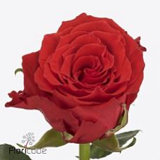 Rosa bright torch