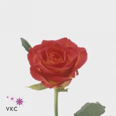 Rosa catch