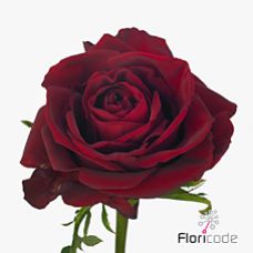 Rosa ever red
