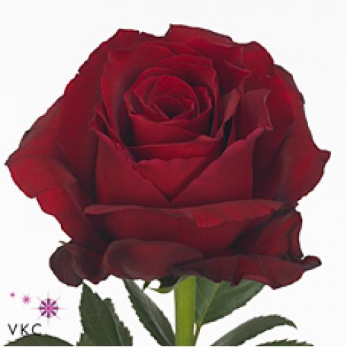 Rosa explorer