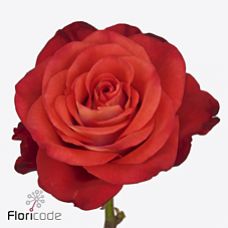 Rosa fiorella