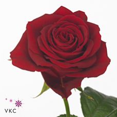 Rosa furiosa