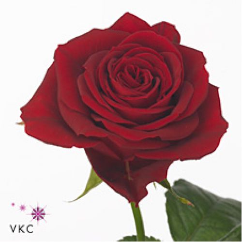 Rosa furiosa