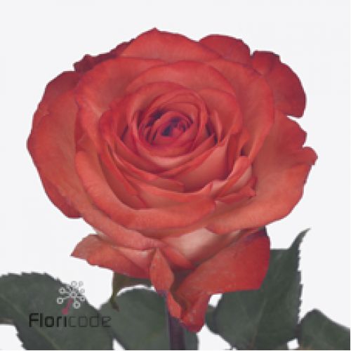 Rosa icon