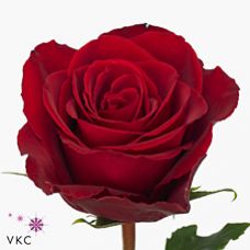 Rosa madam red