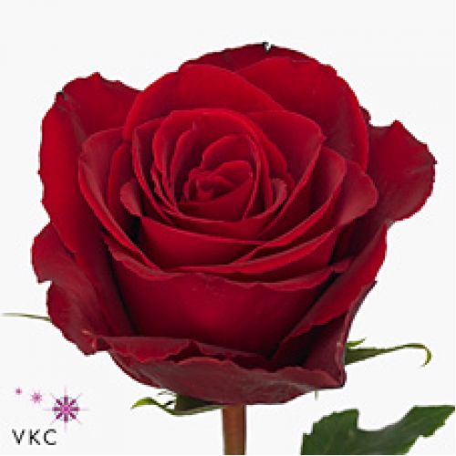 Rosa madam red