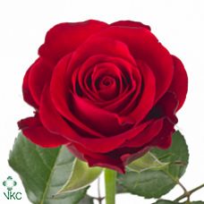 Rosa red ribbon