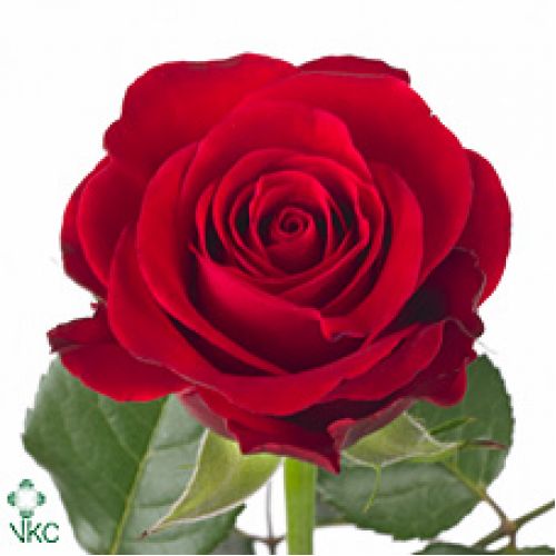 Rosa red ribbon