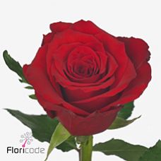 Rosa red torch