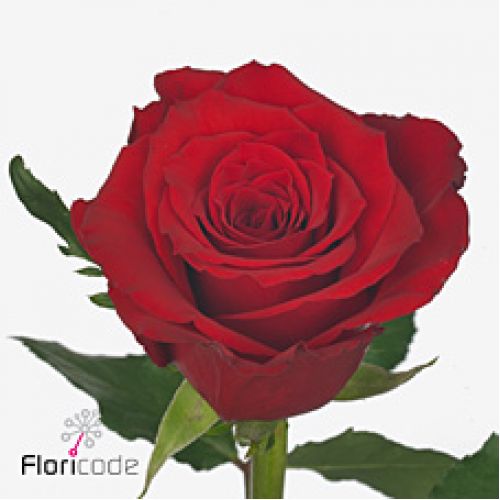 Rosa red torch