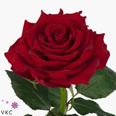 Rosa rhodos