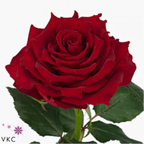 Rosa rhodos