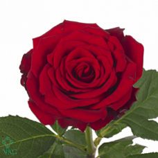 Rosa upper class