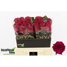 Rosa venturoso
