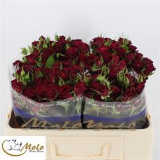 Rosa dominica
