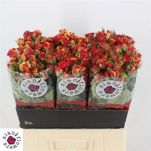Rosa fire flash