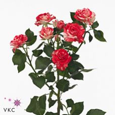 Rosa fireworks