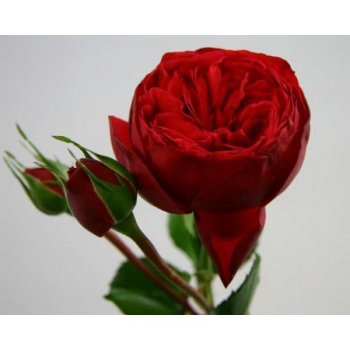 Rosa garden red piano