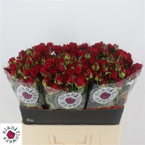 Rosa mirabel