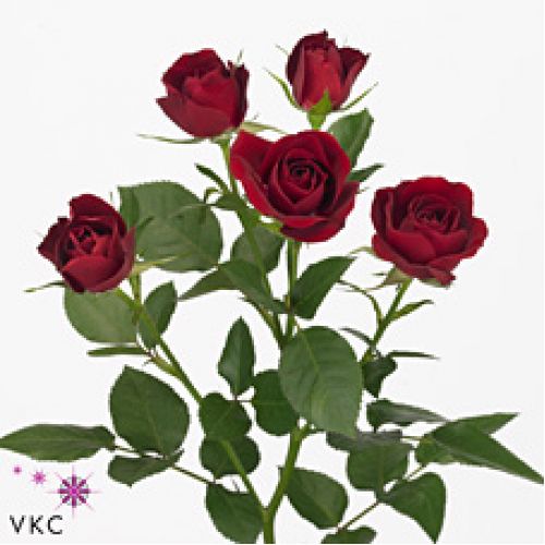 Rosa rubicon