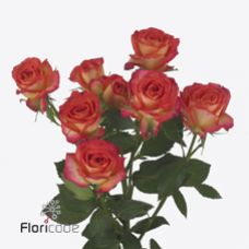Rosa summer dance