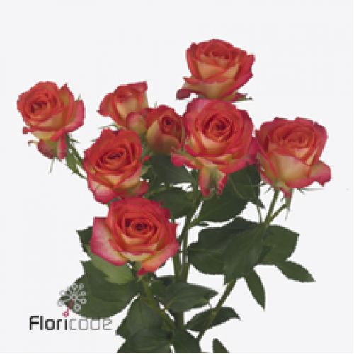 Rosa summer dance