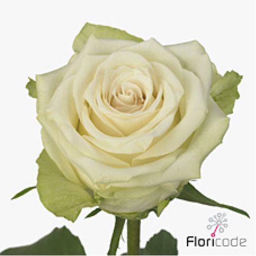 Rosa adalonia