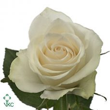 Rosa athena