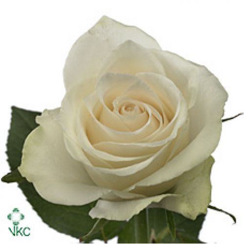 Rosa athena
