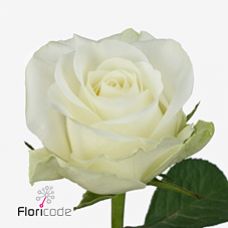 Rosa countdown