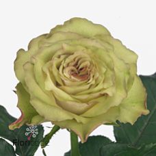 Rosa hypnose