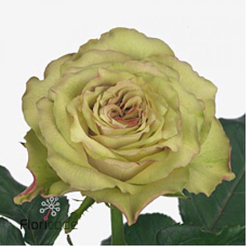Rosa hypnose