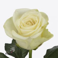 Rosa snowstorm