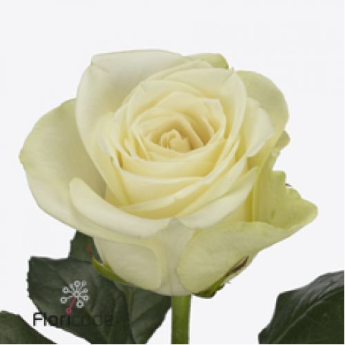 Rosa snowstorm