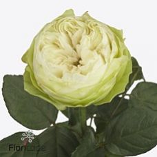 Rosa white kahala