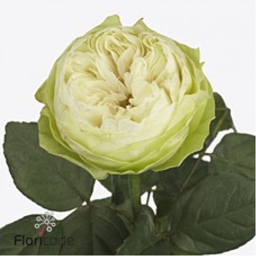 Rosa white kahala