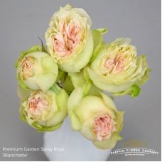 Rosa garden blanchette