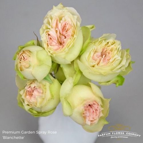 Rosa garden blanchette