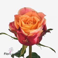Rosa 3D