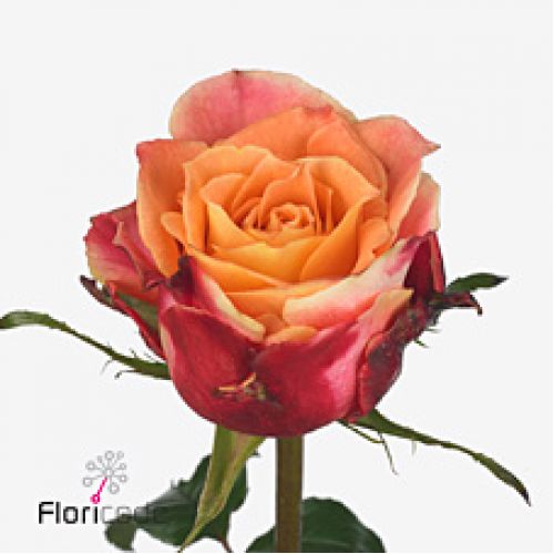 Rosa 3D