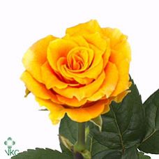 Rosa cosima